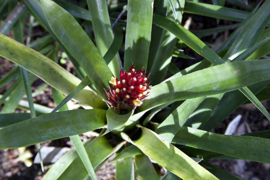 Aechmea Flaming Star, lloyd godman