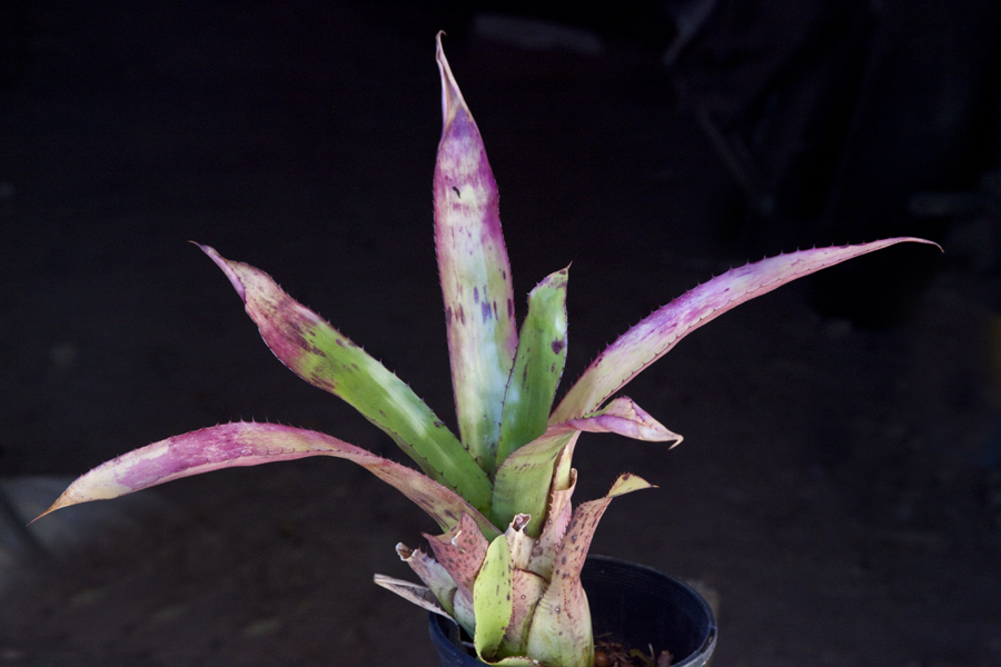 Aechmea Foster's Freckels, Lloyd Godman