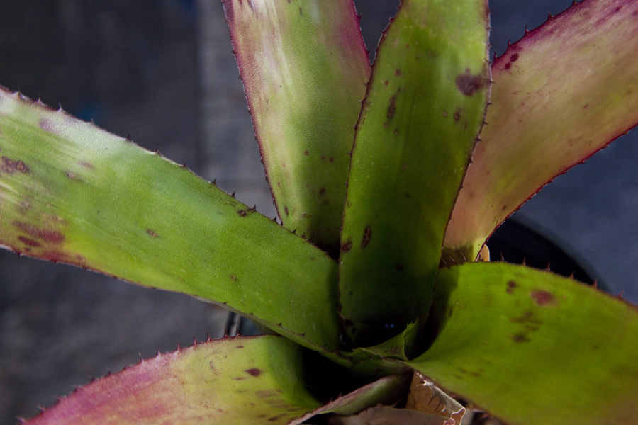 Aechmea Foster's Freckels, Lloyd Godman
