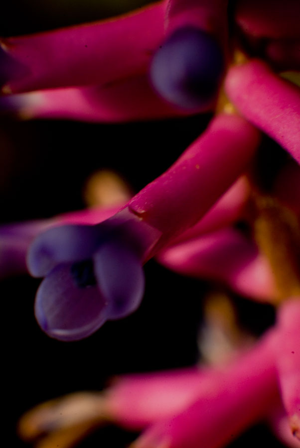 Flower of Aechmea Gamosepala