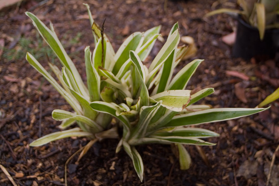 Aechmea Gamosepala variegata