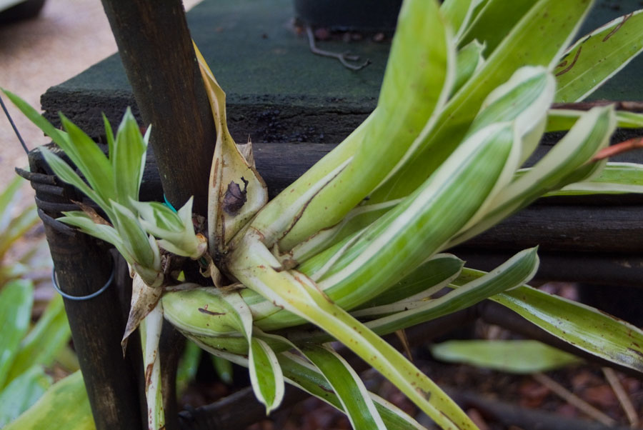 Aechmea Gamosepala variegata
