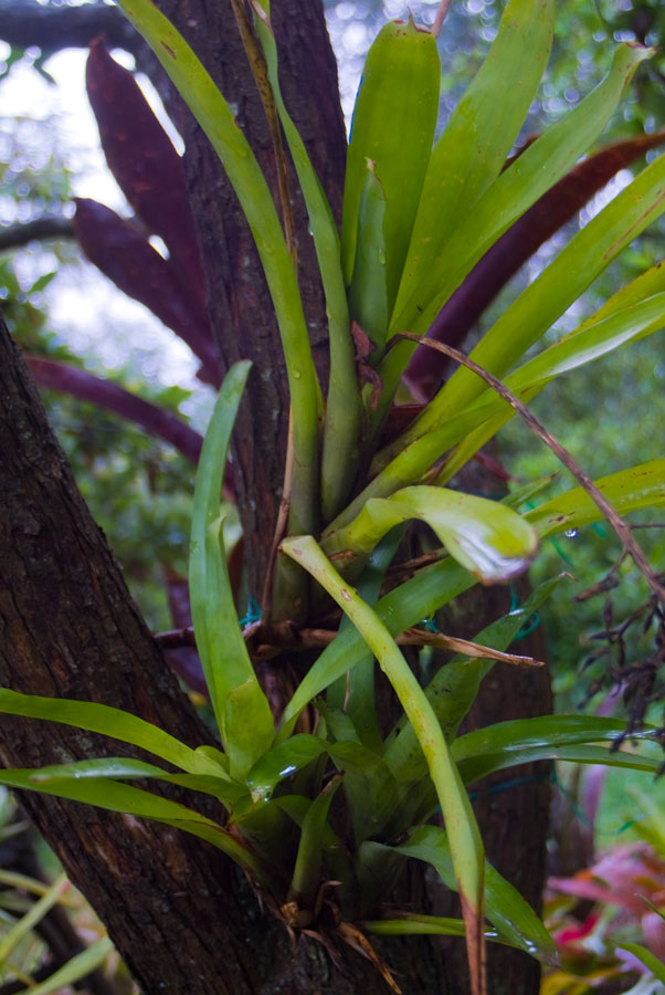 Aechmea Gracilis Large form
