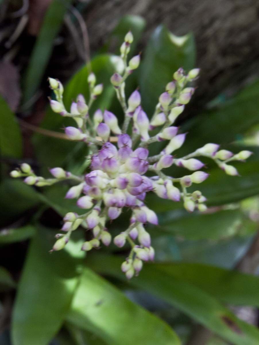 flowers of Aechmea gracilis Large form, Lloyd Godman