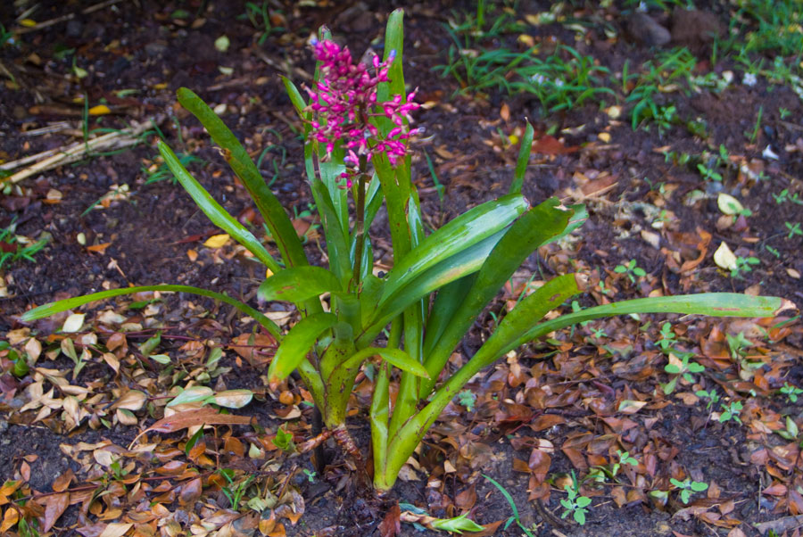 Aechmea Gracilis Small form