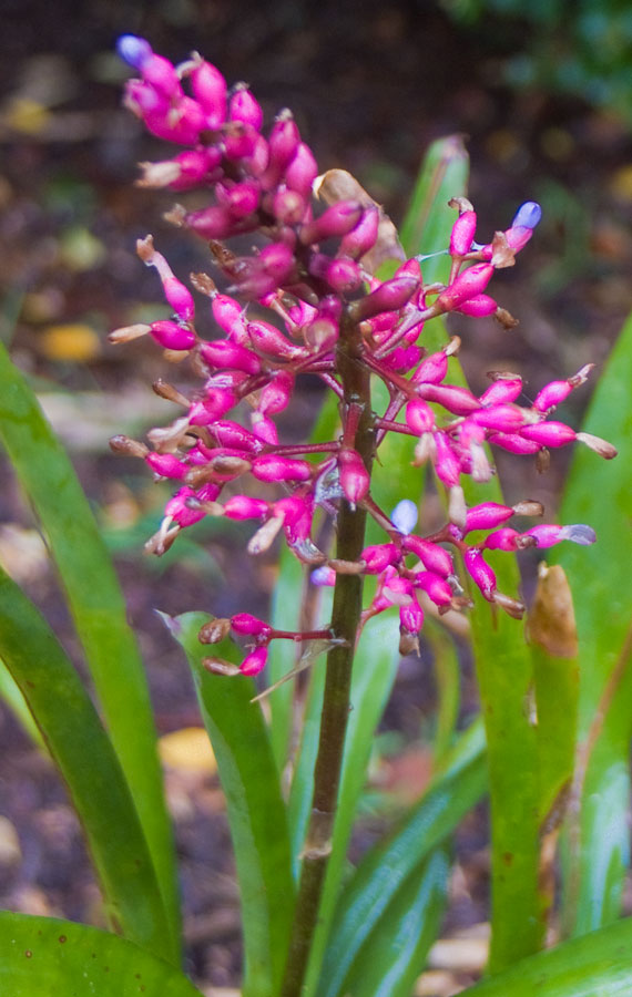 Aechmea Gracilis Small form flower head