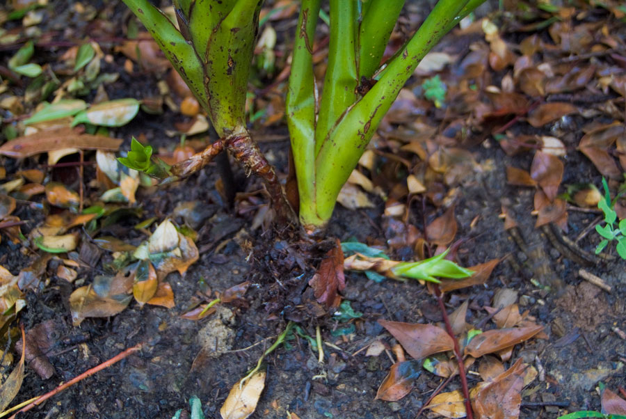 Aechmea Gracilis Small form stalons