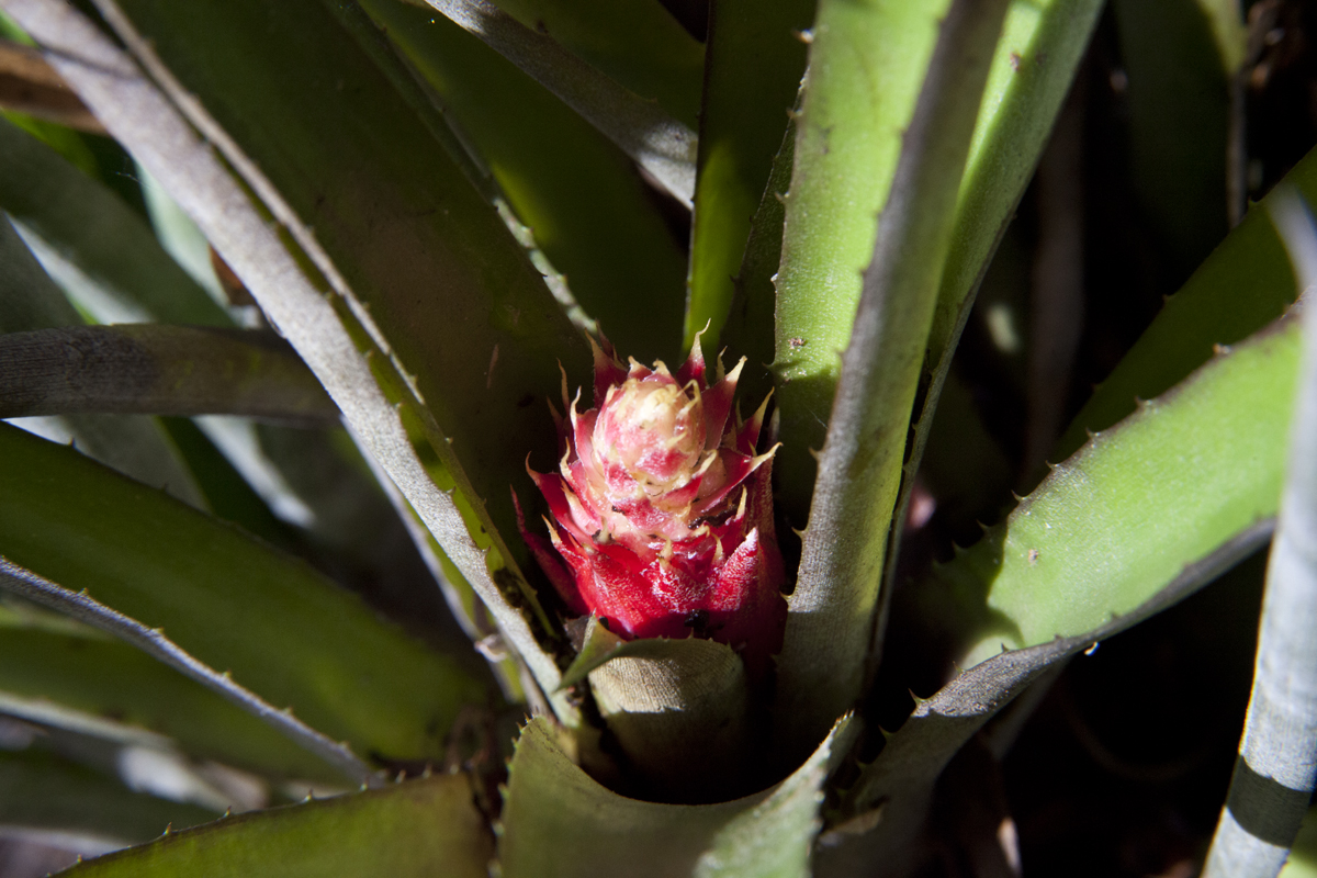 Aechmea Light rays