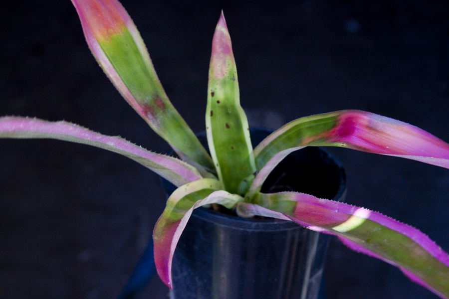 Aechmea Mend