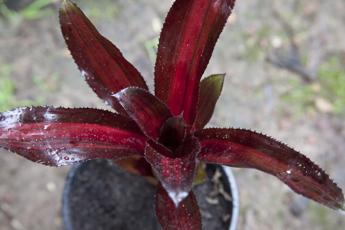 Aechmea Mirlo