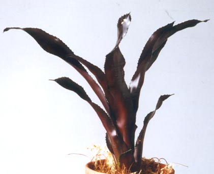 Aechmea Mirlo