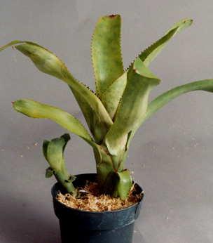 Aechmea Nudicaulis aurea rosa
