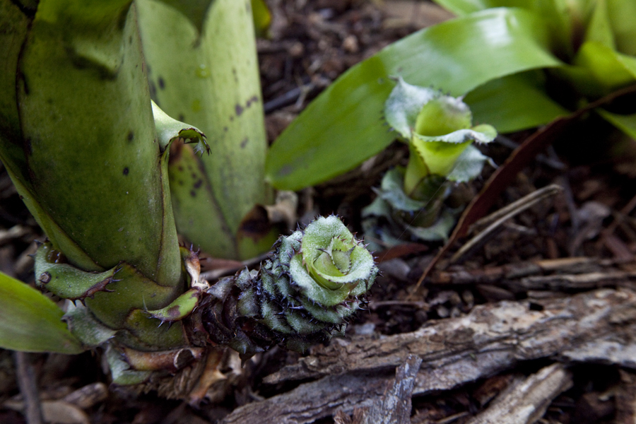 Aechmea Nidicaulis tall, Lloyd Godman
