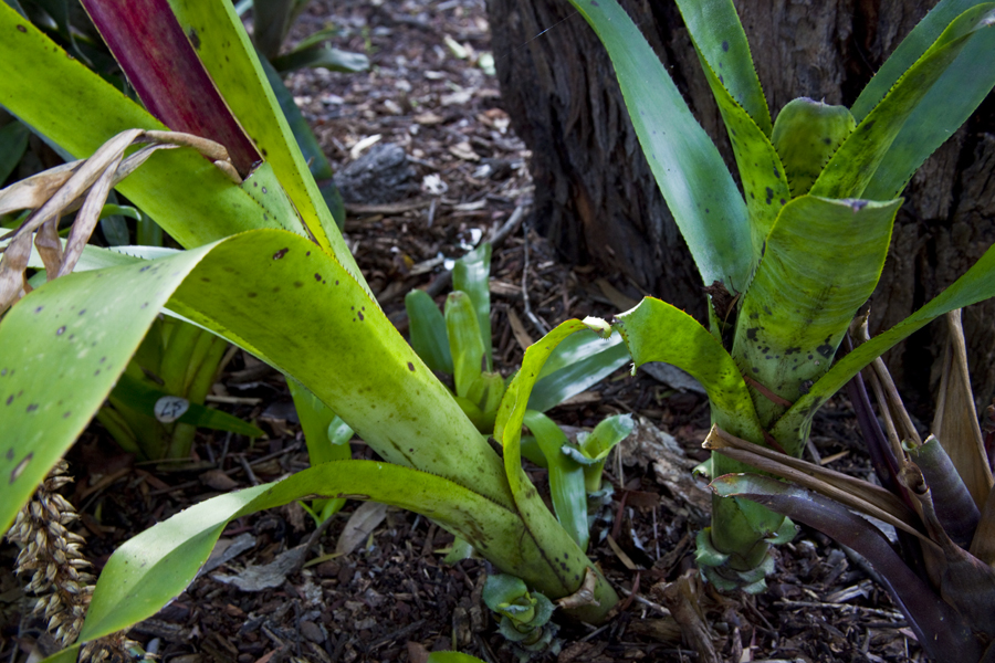 Aechmea Nidicaulis tall, Lloyd Godman