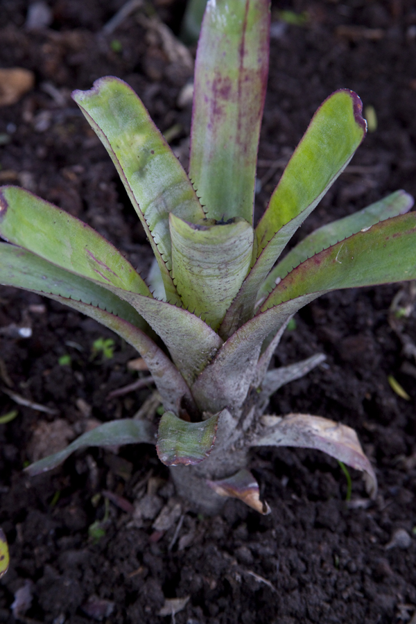 Aechmea Nudicaulis Aequalis, Lloyd Godman