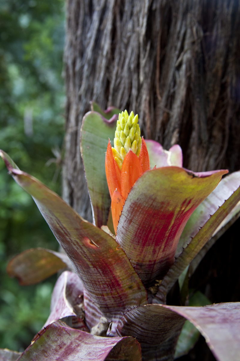 Aechmea Nudicaulis Aequalis, Lloyd Godman
