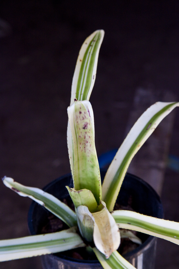 Aechmea Nidicaulis Mary Hyde, Lloyd Godman