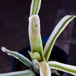 Aechmea Mary Hyde