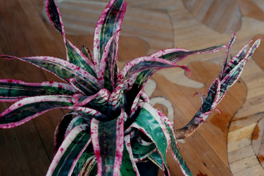 Aechmea Orlandiana Var Ensign