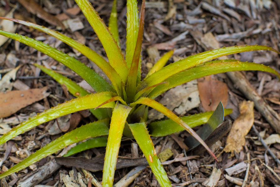 Aechmea Ortegesii.