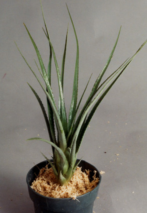 Aechmea recurvata var ortgiesii