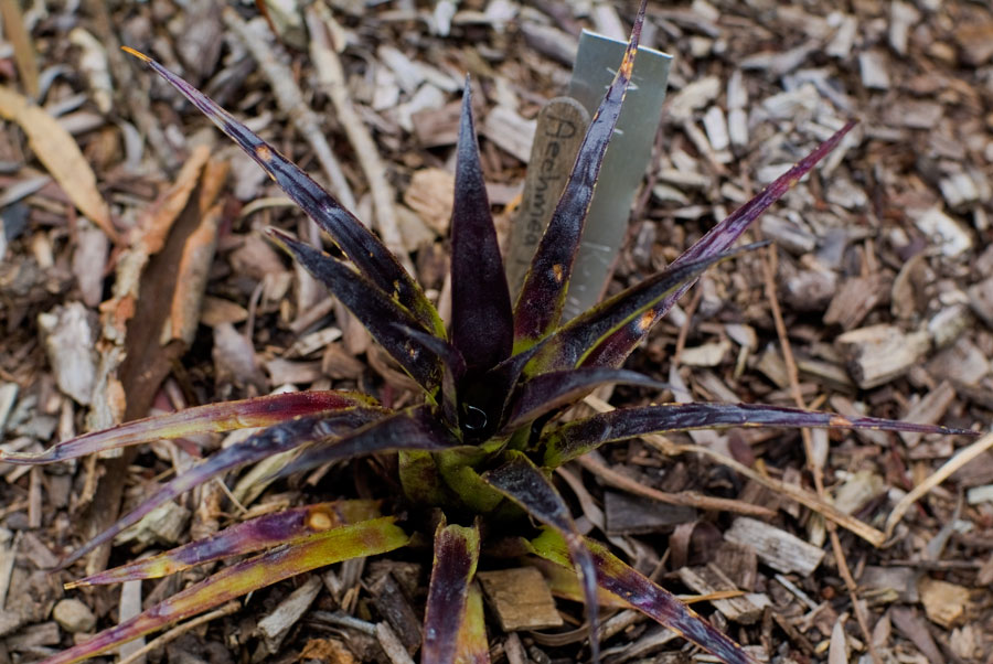 Aechmea Recurvata Var Benrathii - 1