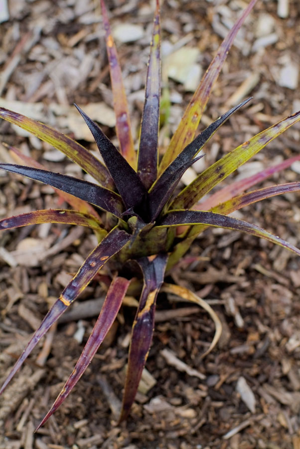 Aechmea Recurvata Var Benrathii - 2
