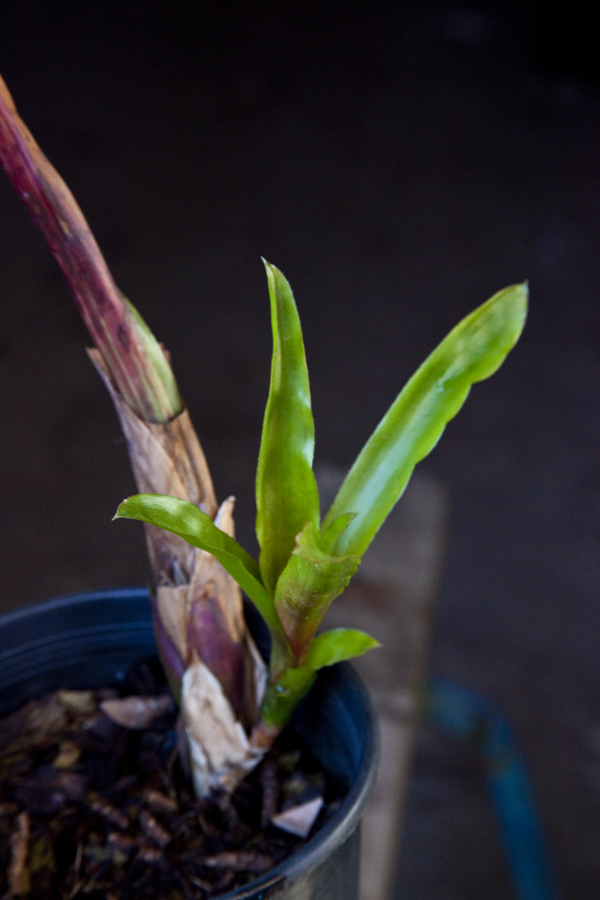 Aechmea Red Ribbon