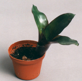 Aechmea Royal wine