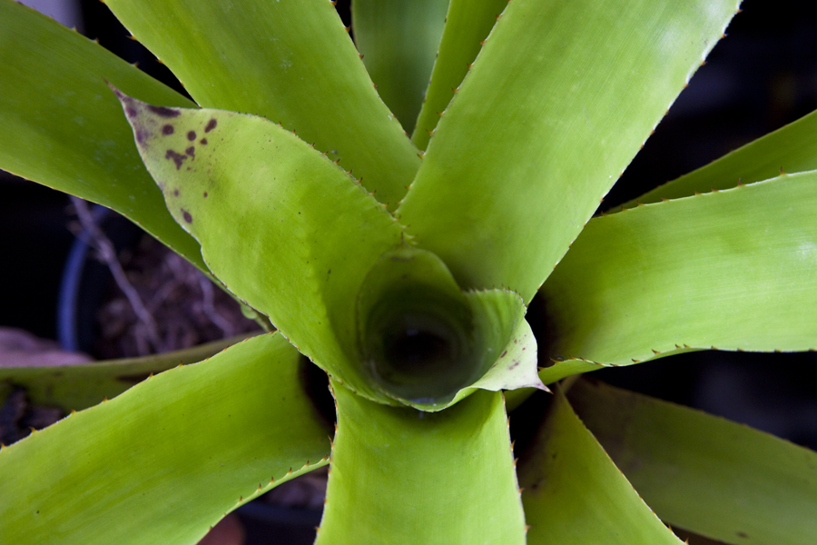 Aechmea Smithiorum, Lloyd Godman