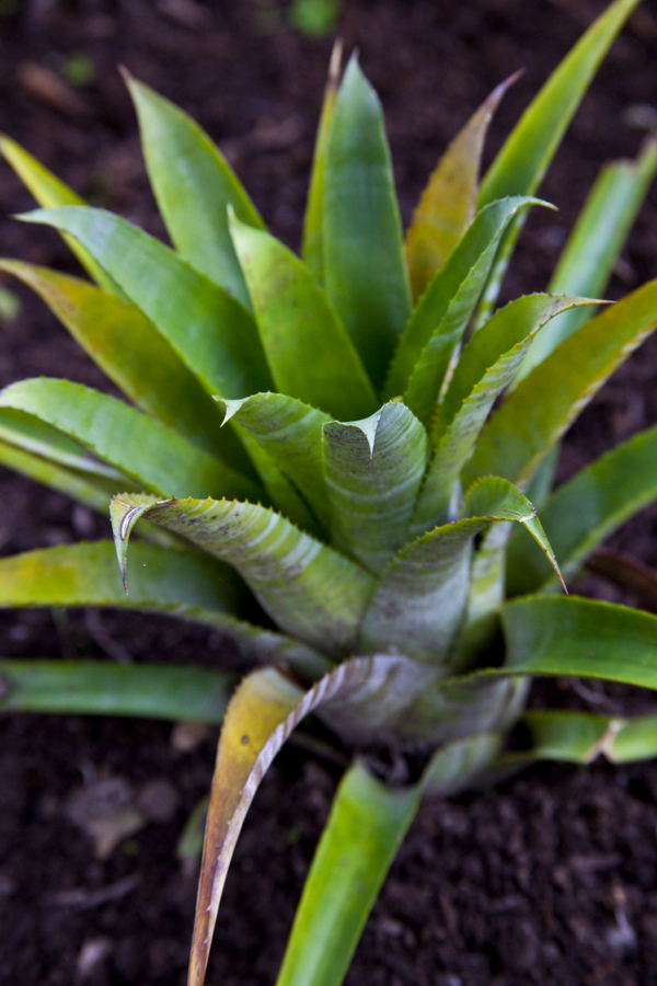 Aechmea unidentified No 6, Lloyd Godman