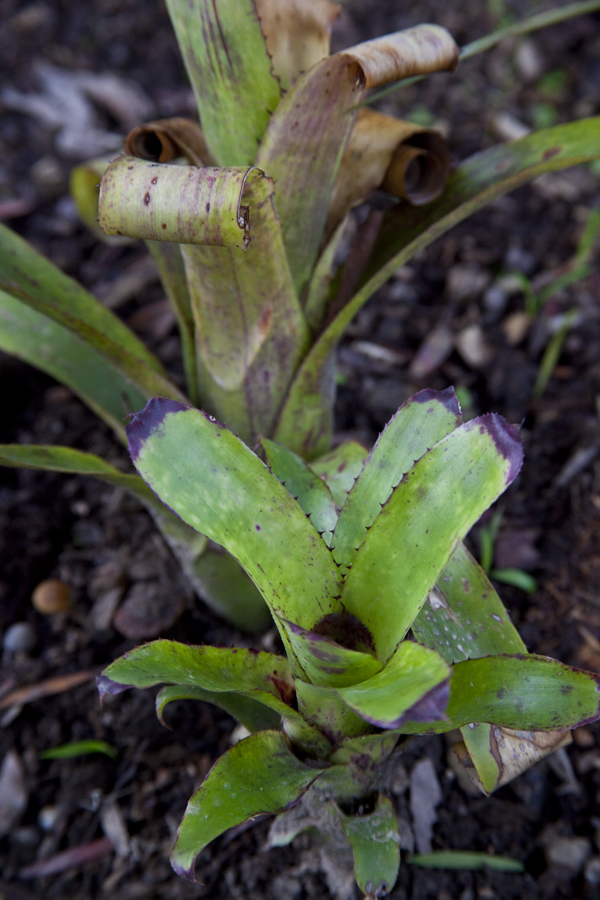 Aechmea Xcunate, Lloyd Godman