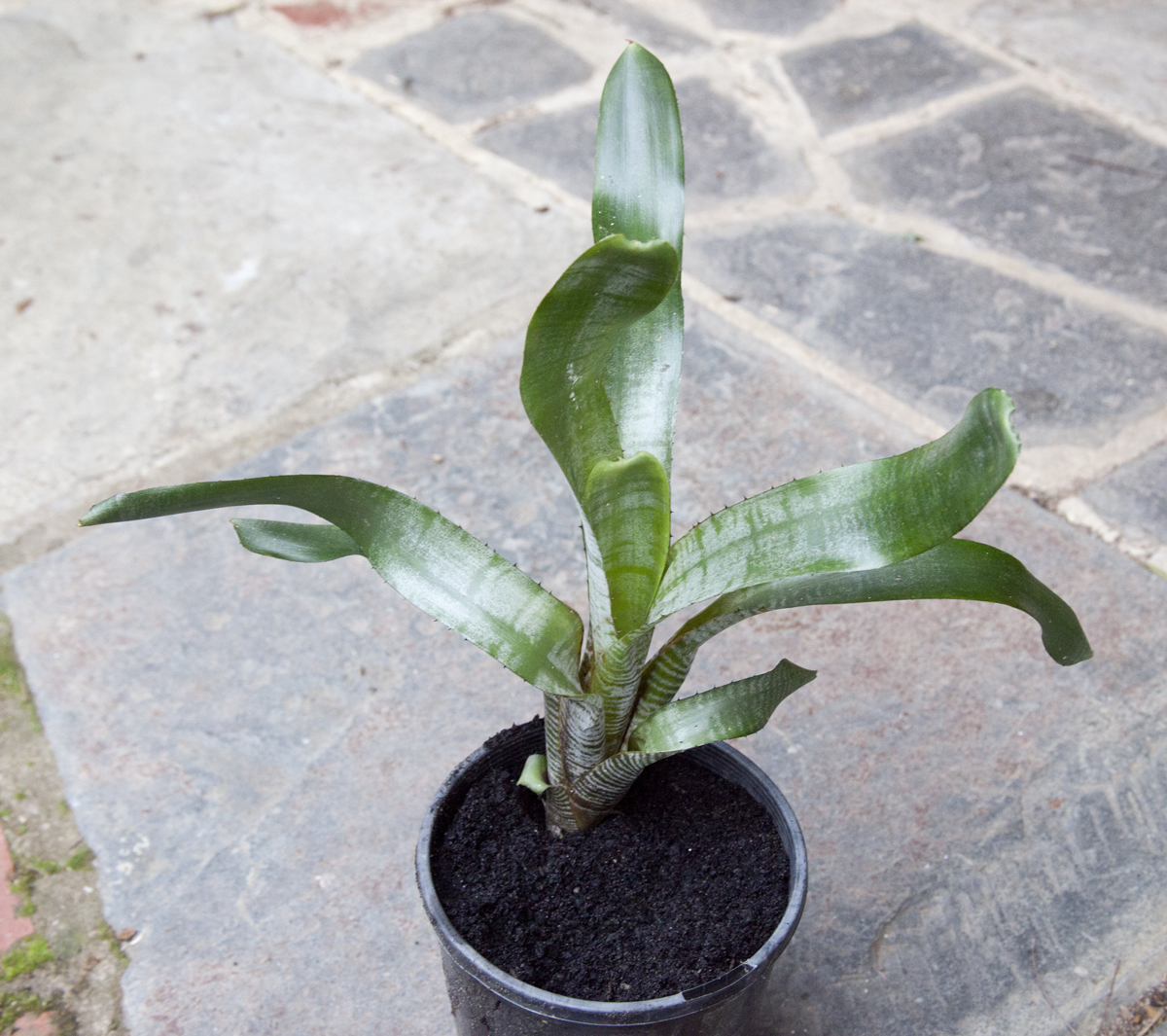 Aechmea zebra