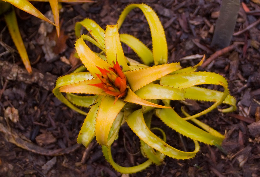 Aechmea Blush, Photograph Lloyd Godman