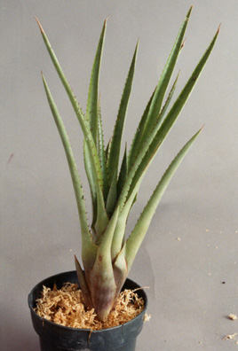 Aechmea distichantha var distichantha