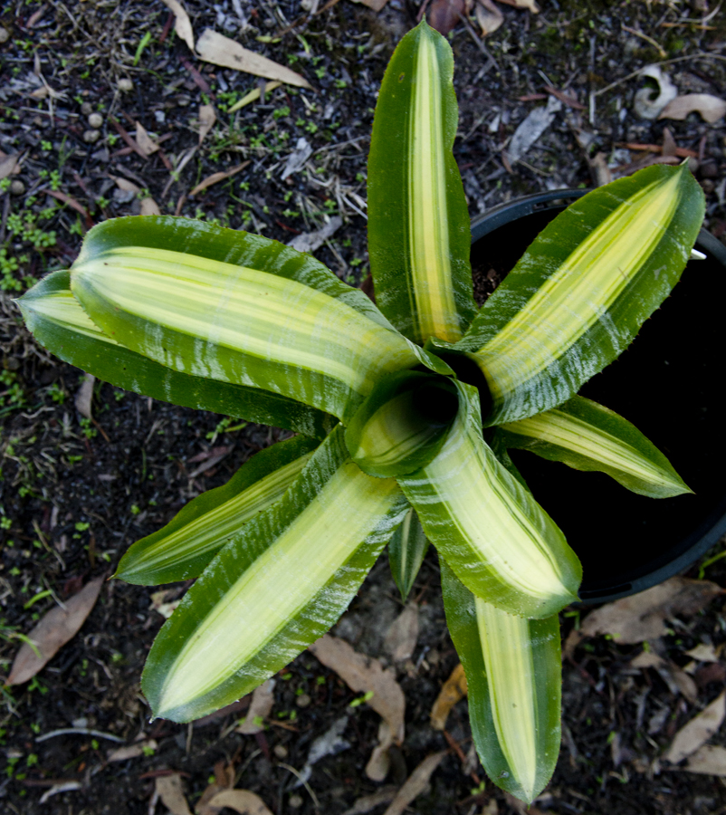 Aechmea fasciata variegated, lloyd godman