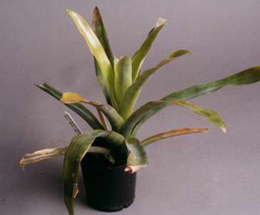 Aechmea Mexicana