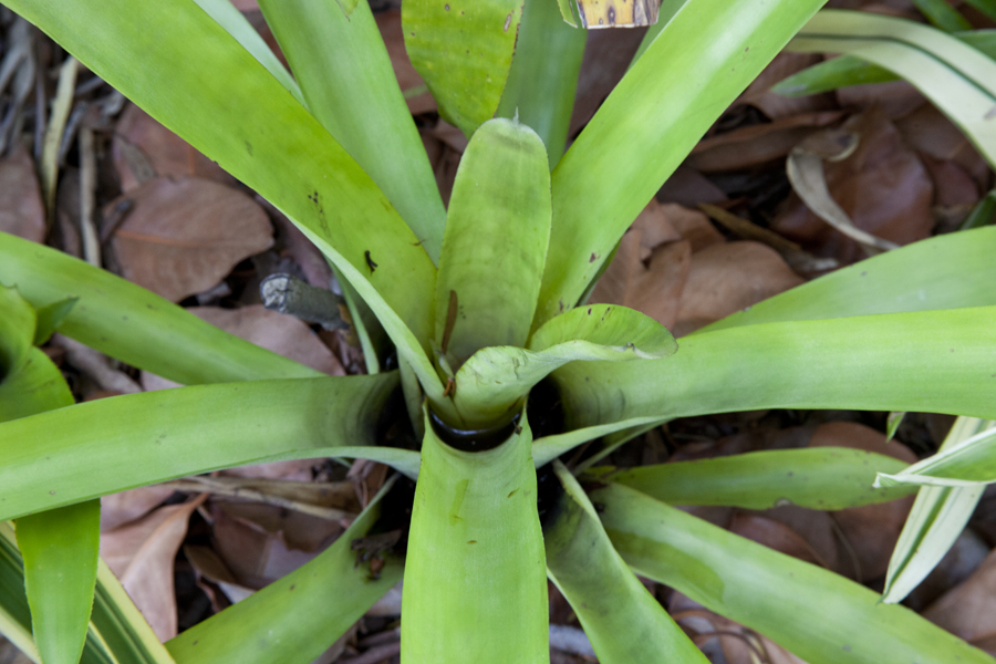 Aechmea organensis Large form, Lloyd Godman
