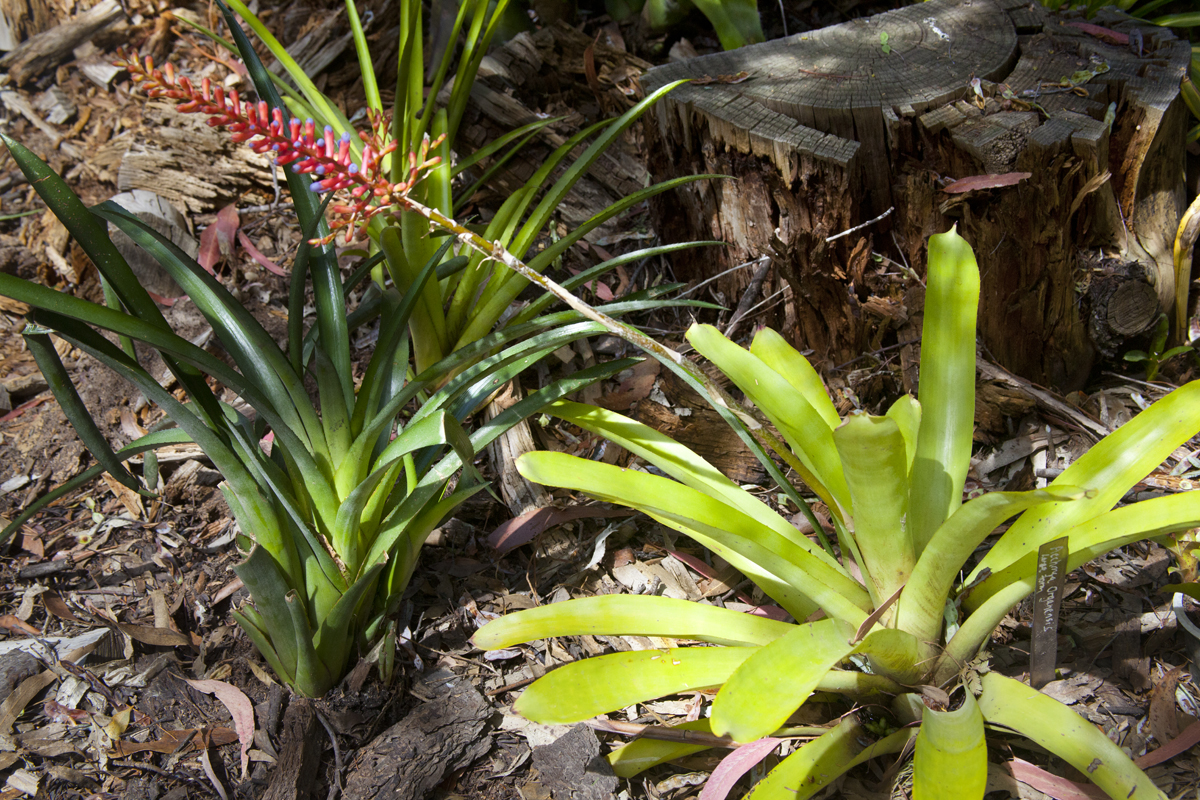 Aechmea organensis Large form