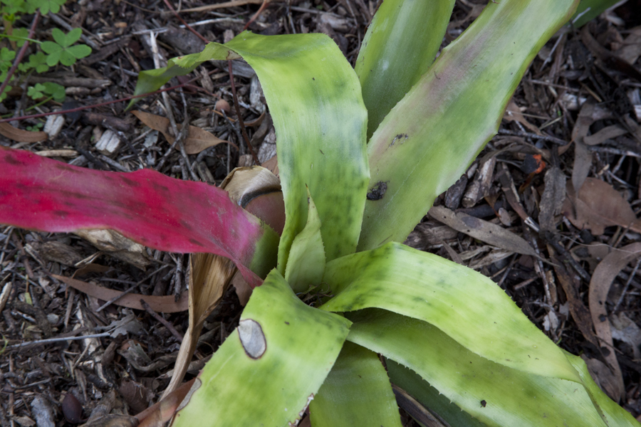 Aechmea aztec gold, lloyd godman