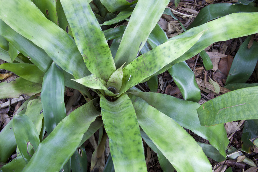 Aechmea aztec gold, lloyd godman