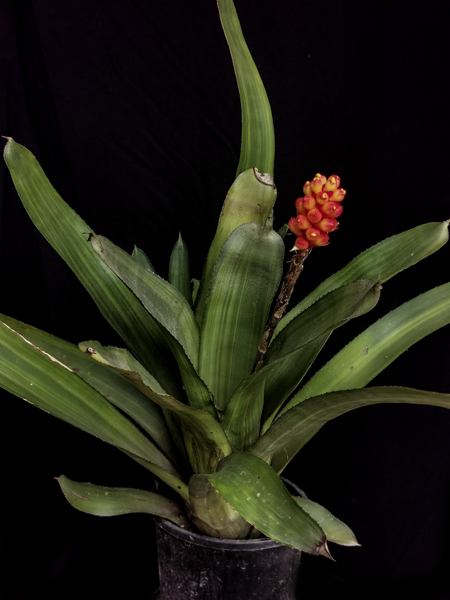 Aechmea Apocalypta PIE IN THE SKY
