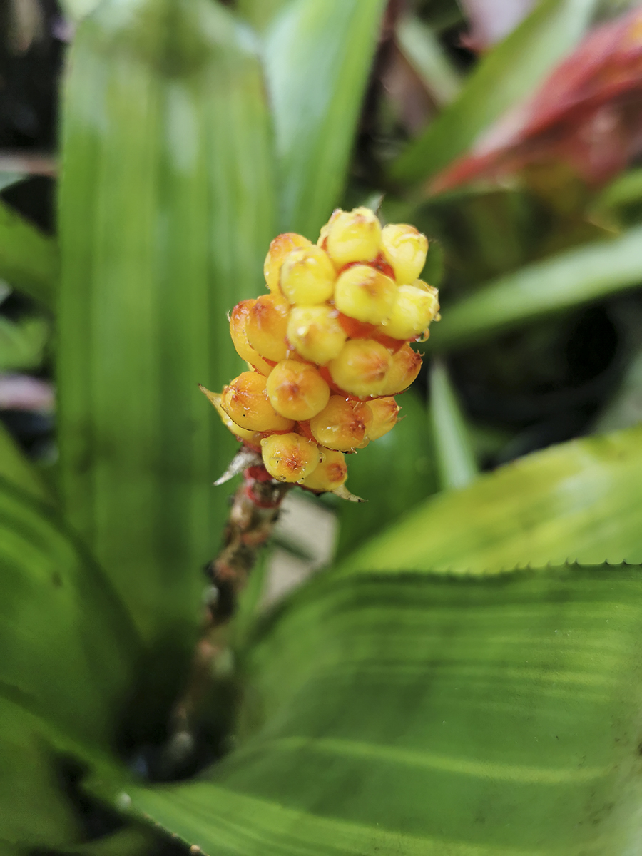 Aechmea Apocalypta PIE IN THE SKY flower