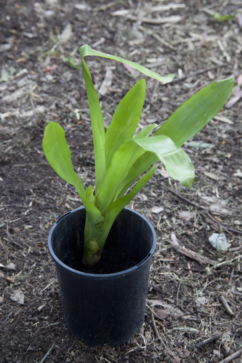 aechmea racinae