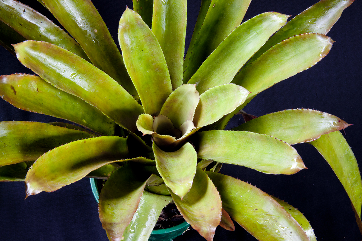 Aechmea ramosa