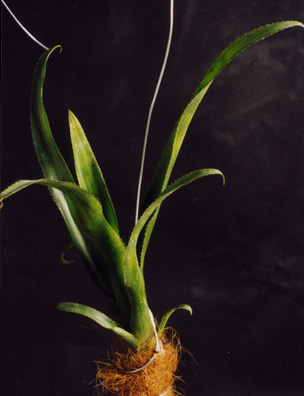 Aechmea tillandsiodes var kienastil