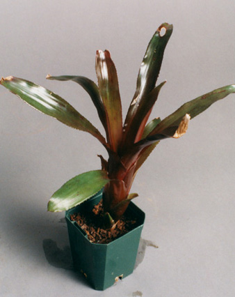 Aechmea warasii