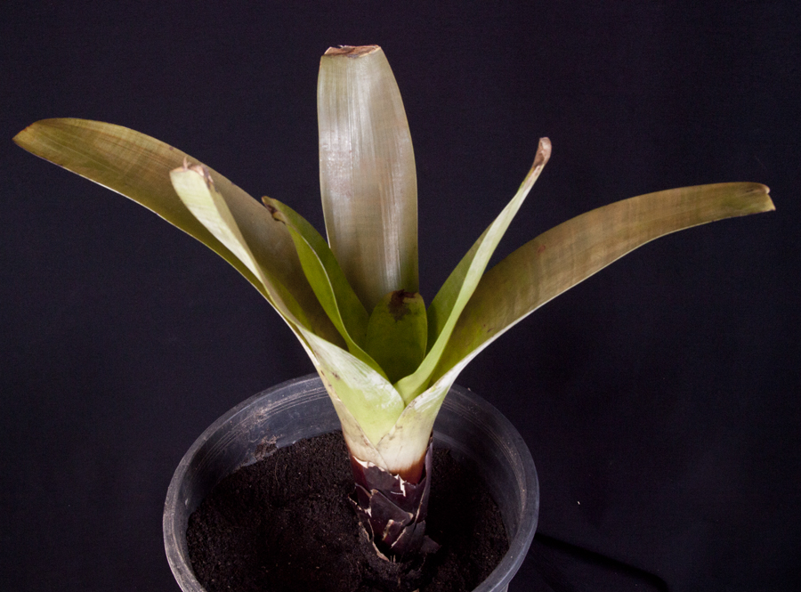 Alcantarea Unicolor