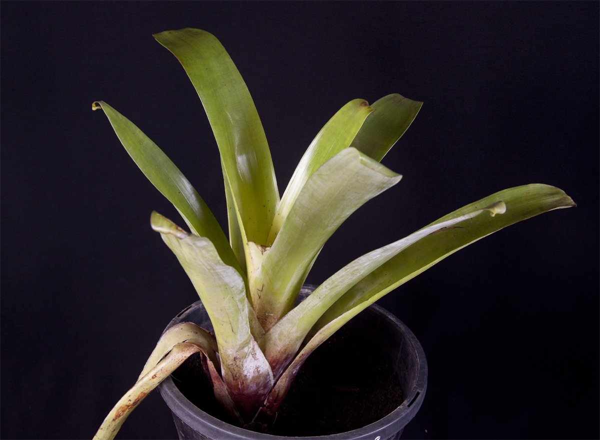 Alcantarea Imperialis Rubra