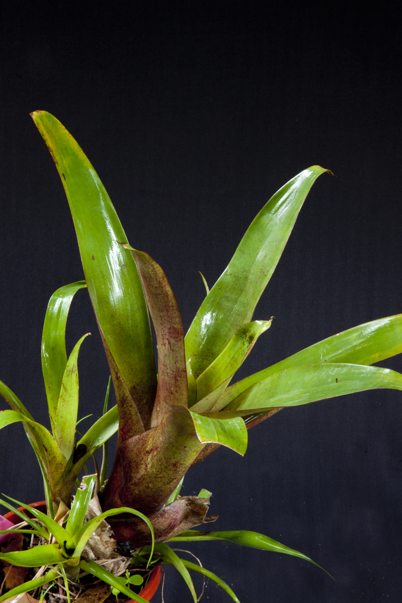 Alcantarea Imperialis Rubra